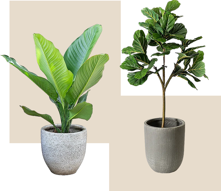 Plants in planters