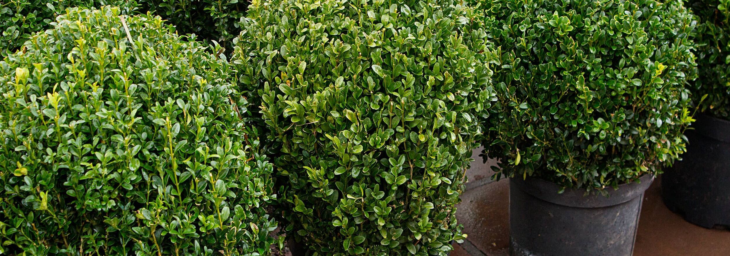 Green plants in planters