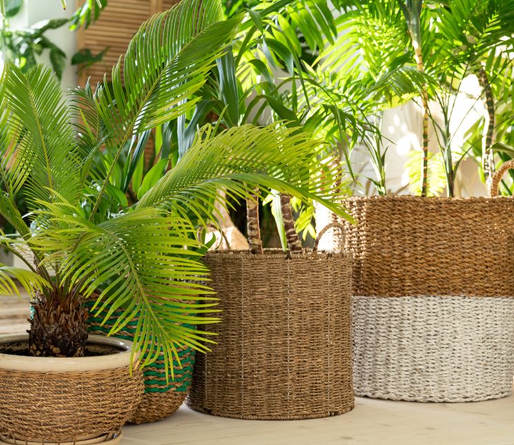 Plants in brown planters