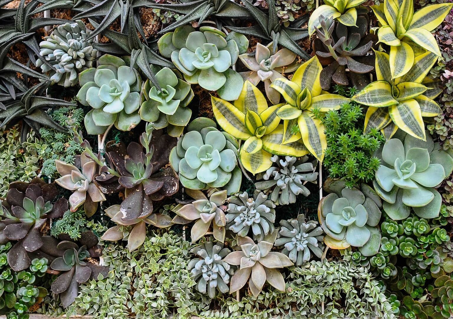 Green plants